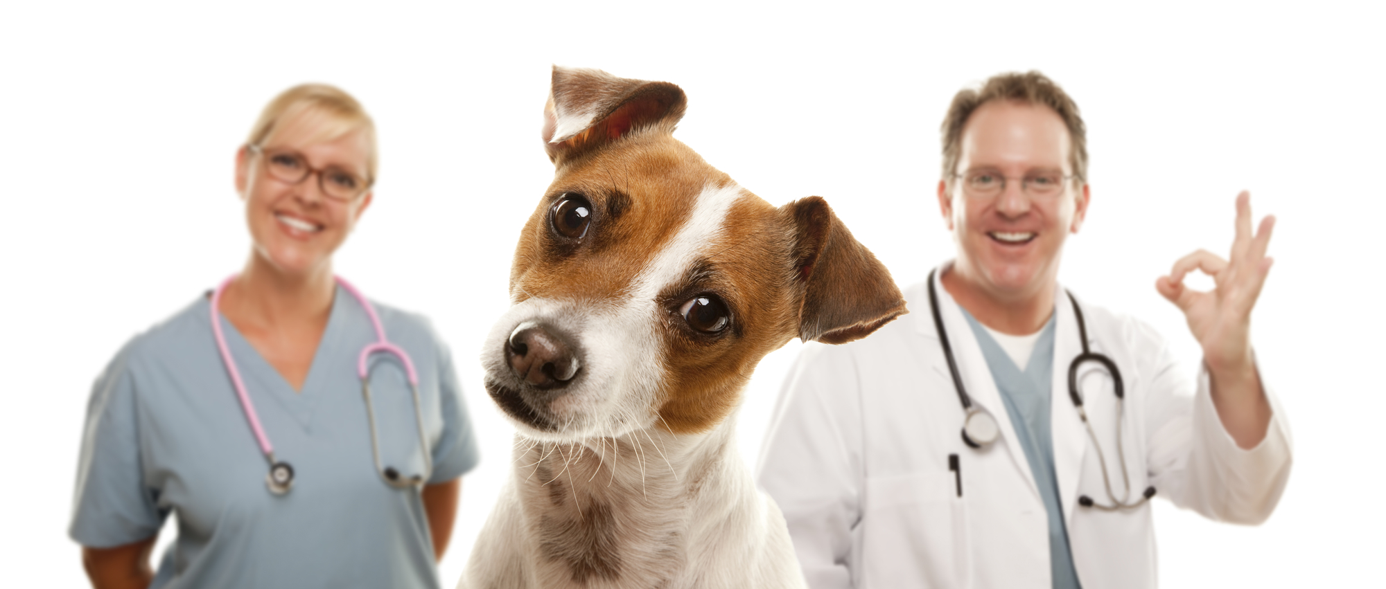 Adorable Jack Russell Terrier and Veterinarians Behind Isolated on a White Background.