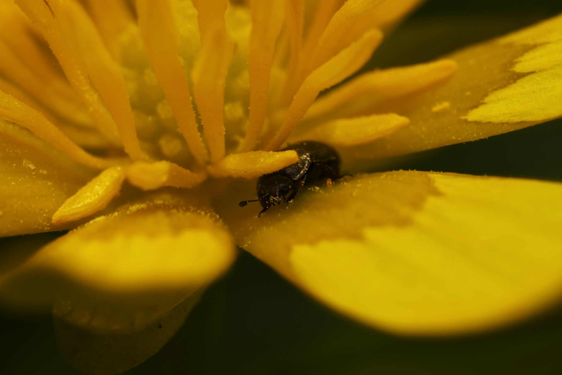 Spring flowers